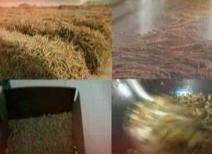 甘肃五大宗地道药材传统加工炮制技术科教片（七）